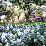 Houston-Hospice-Gardens-Azaleas-1020