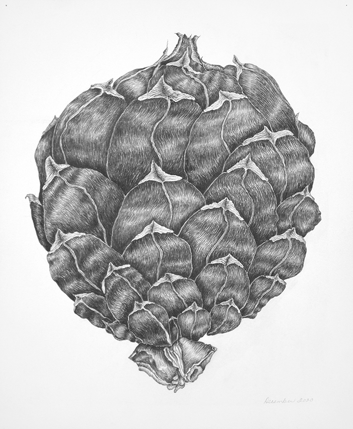 3-Tracye-Wear-“Dragon-Fruit”-2020-graphite-on-paper-17-x-14-inches