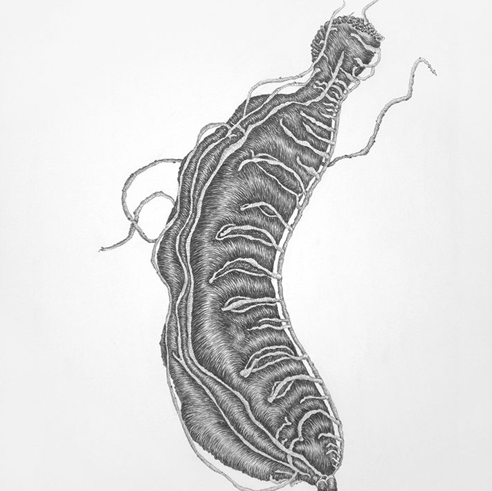 8-Tracye-Wear-“Tamarind”-2020-graphite-on-paper-17-x-14-inches