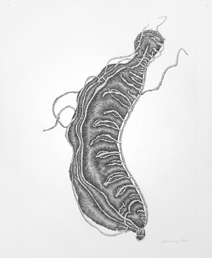 8-Tracye-Wear-“Tamarind”-2020-graphite-on-paper-17-x-14-inches