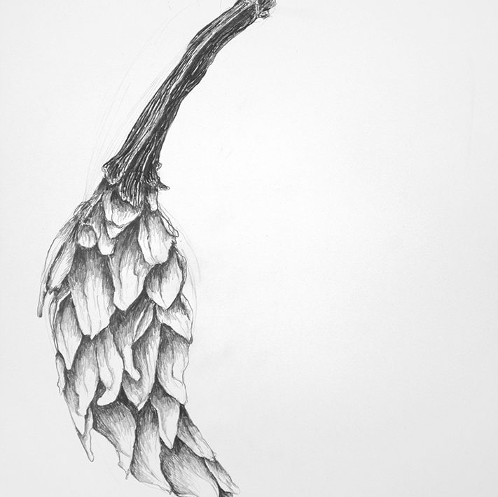 9-Tracye-Wear-“Dried-Night-Blooming-Cereus”-2020-graphite-on-paper-17-x-14-inches