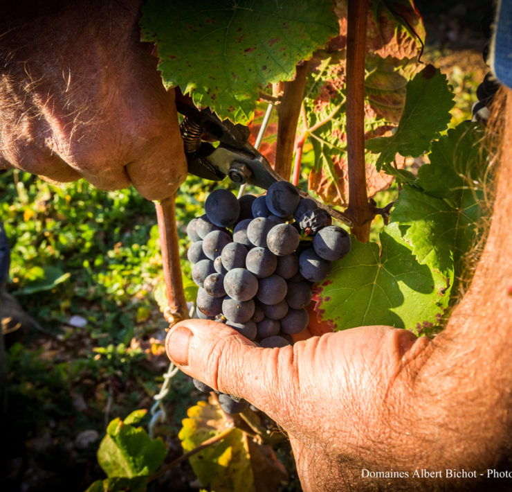 4-Vendanges-Albert-Bichot.-Image-by-Flore-Deronzier