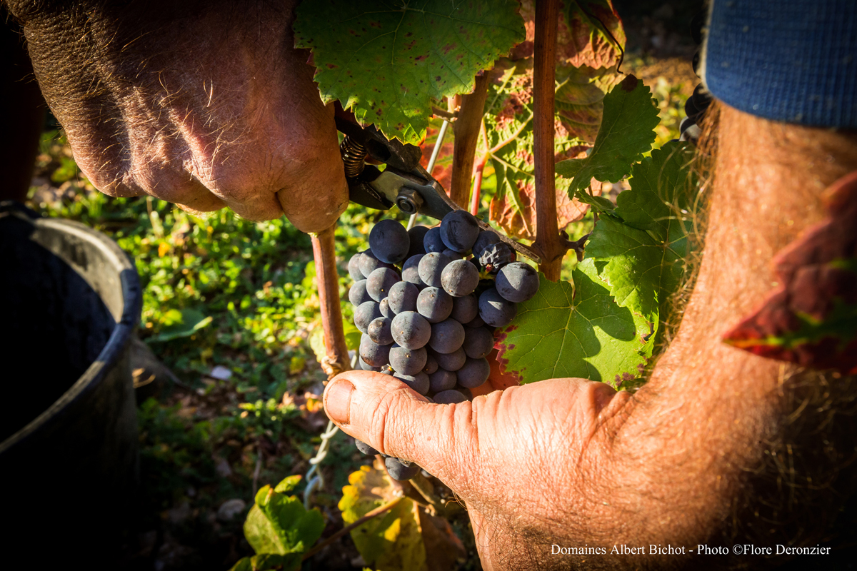 4-Vendanges-Albert-Bichot.-Image-by-Flore-Deronzier