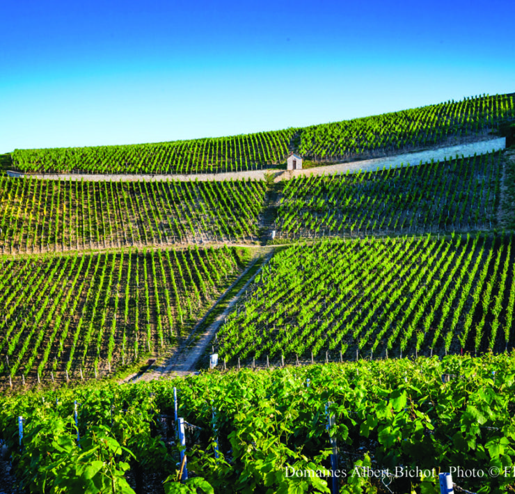 7-Domaine-Long-Depaquit-Albert-Bichot.-Image-by-Flore-Deronzier