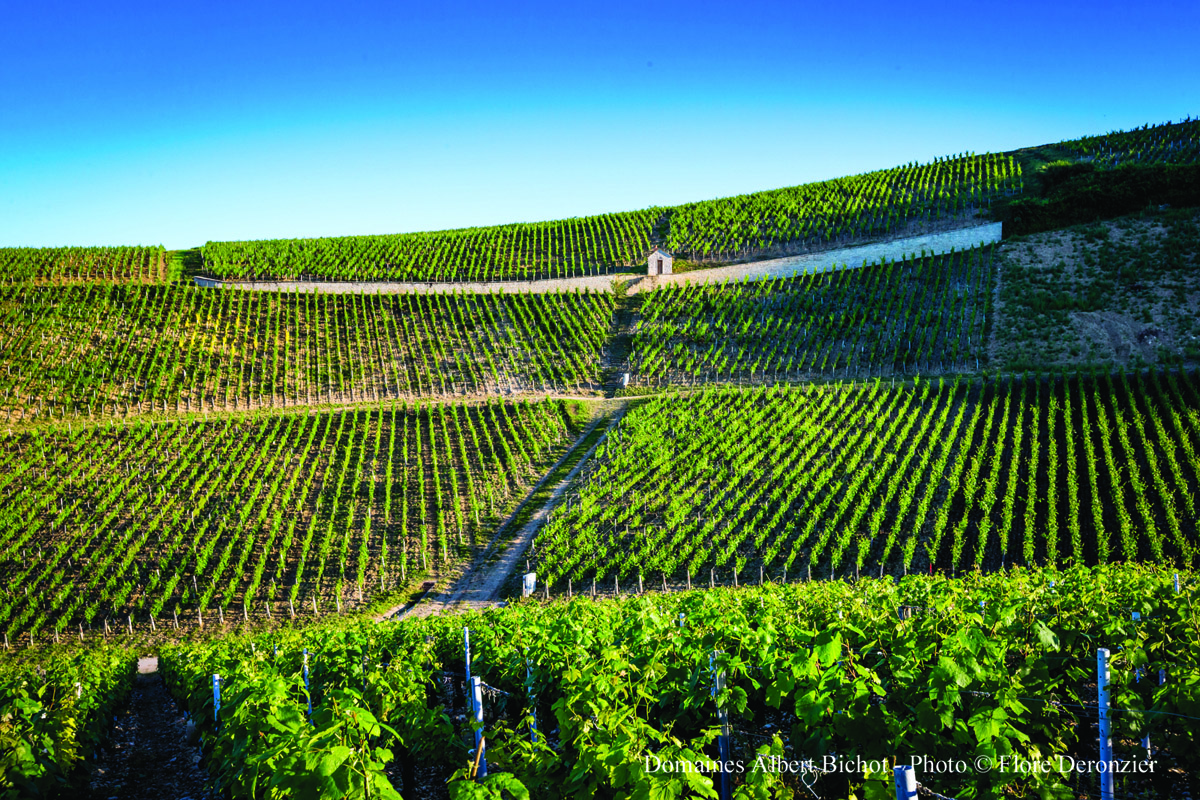 7-Domaine-Long-Depaquit-Albert-Bichot.-Image-by-Flore-Deronzier