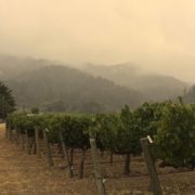 2-Darioush-winery-Napa-Valley-vineyards