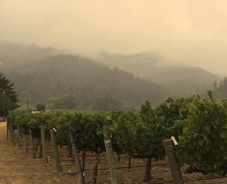 2-Darioush-winery-Napa-Valley-vineyards
