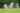 CRICKET-istockphoto-139980551-612x612-1