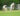 CRICKET-istockphoto-139980551-612x612-1