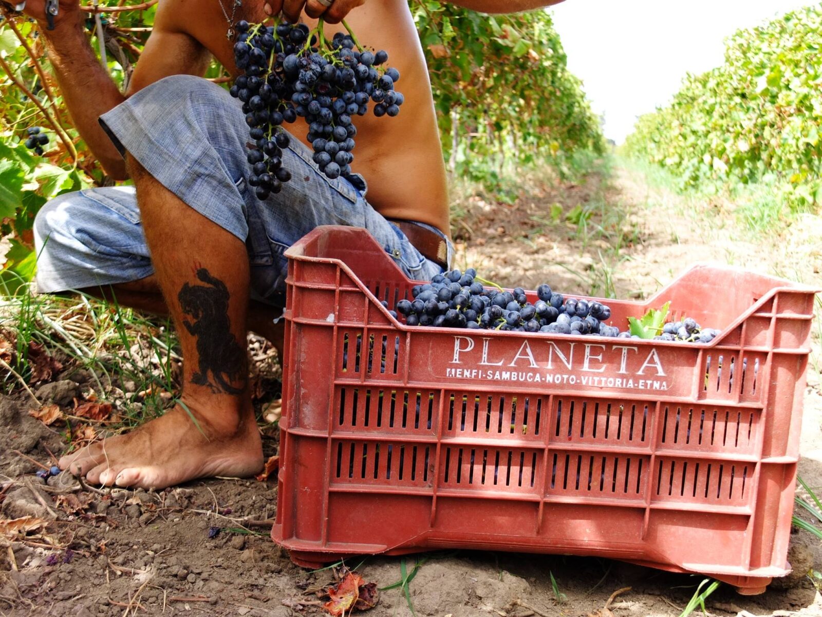 10-Planeta-grape-harvest