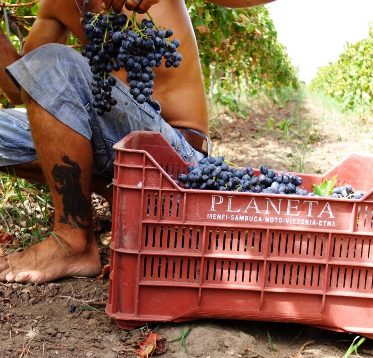 10-Planeta-grape-harvest
