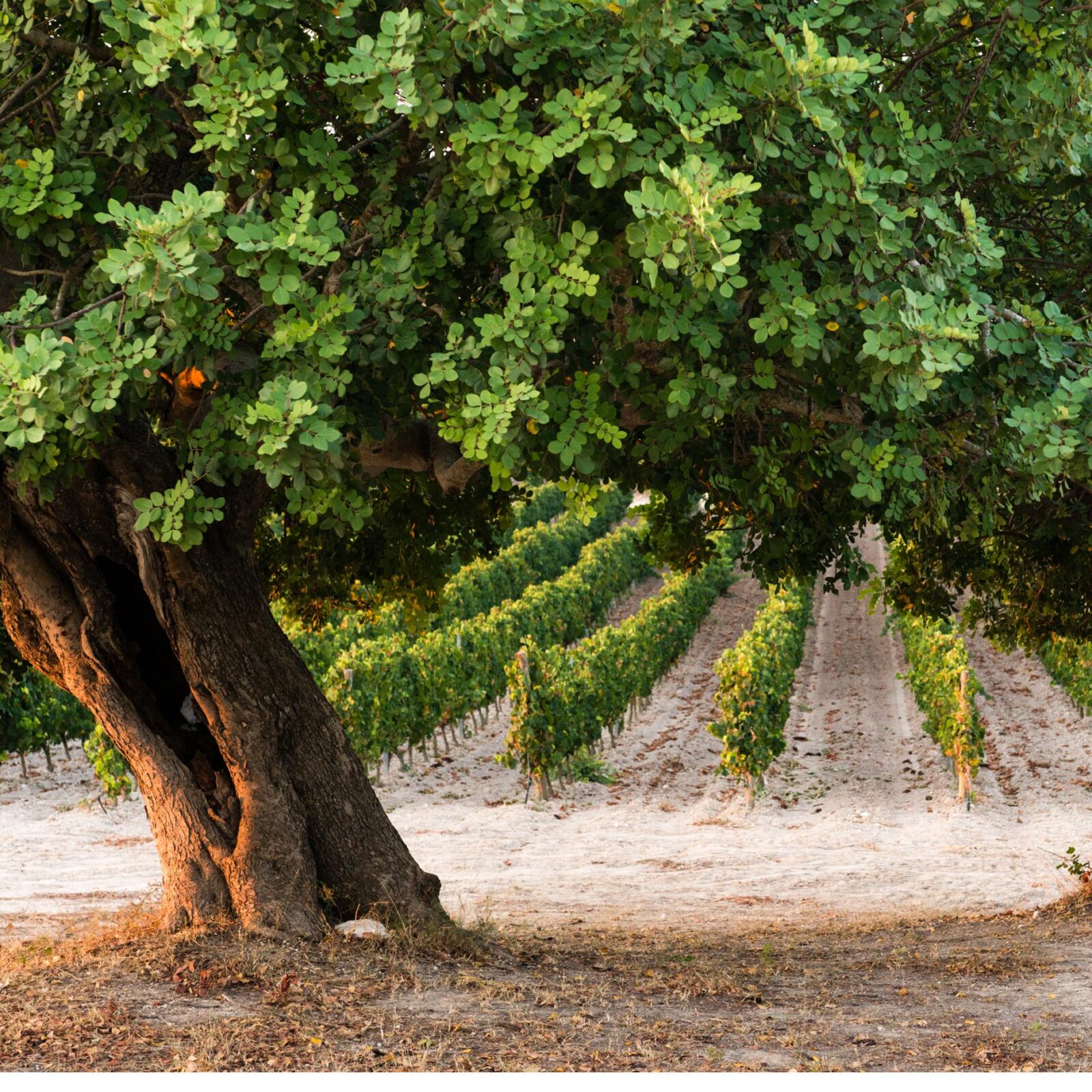11-Plenata-vineyards-at-Noto