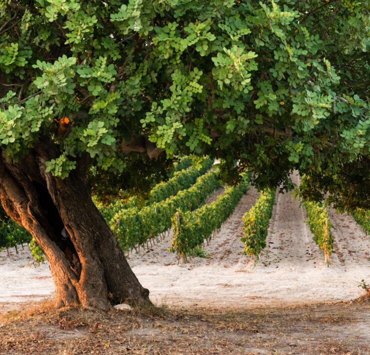11-Plenata-vineyards-at-Noto