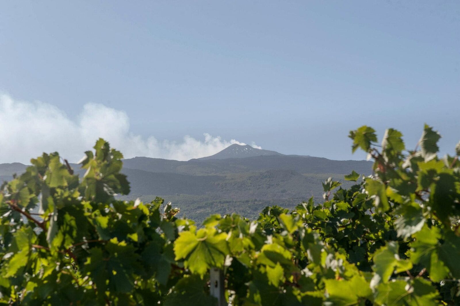 12-Planeta-vineyards-near-Mount-Etna