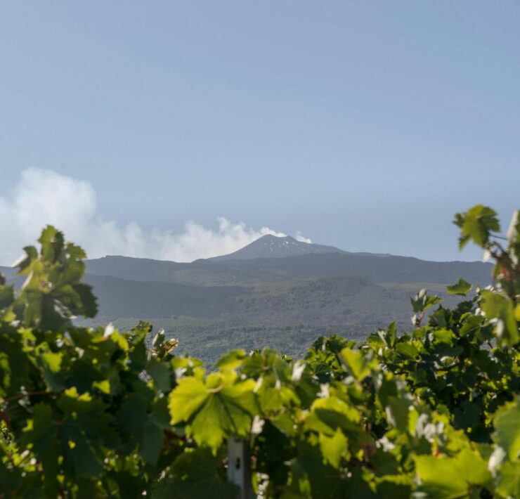 12-Planeta-vineyards-near-Mount-Etna