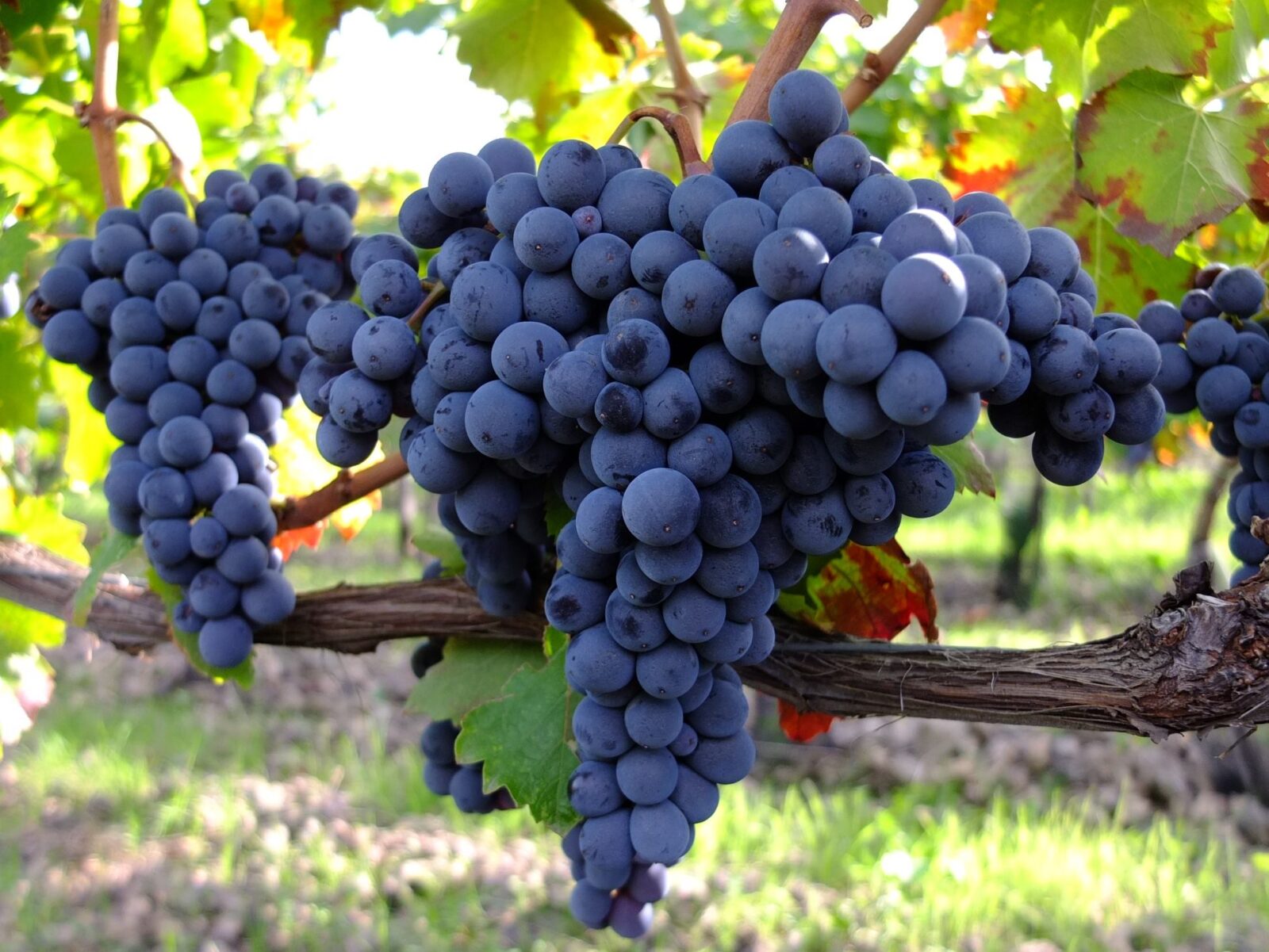 13-Planeta-vineyards-near-Etna.-Norello-grape-by-Patricia-Toth