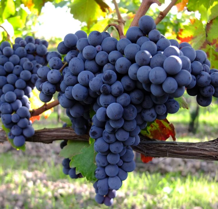 13-Planeta-vineyards-near-Etna.-Norello-grape-by-Patricia-Toth
