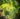 15-Planetas-indigenous-Carricante-grape-near-Etna
