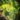 15-Planetas-indigenous-Carricante-grape-near-Etna