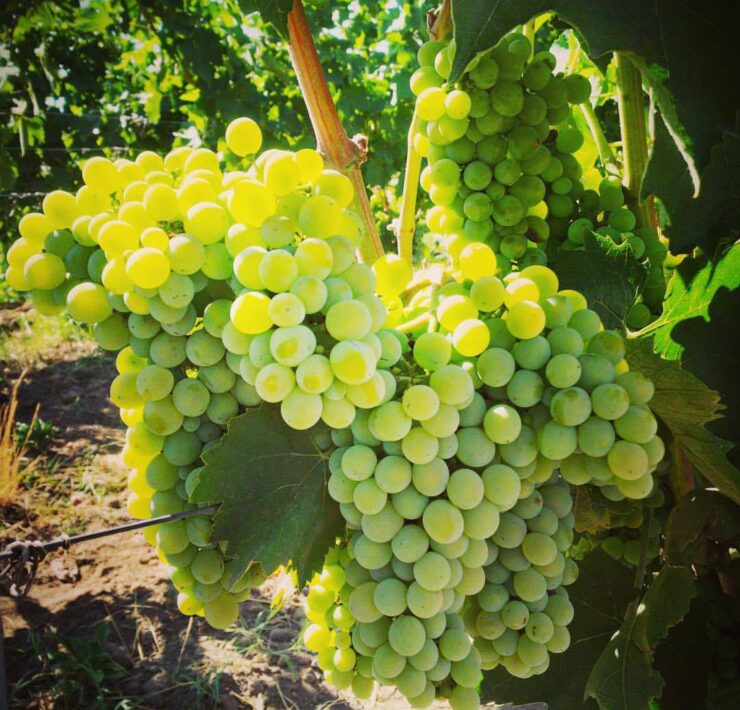 15-Planetas-indigenous-Carricante-grape-near-Etna