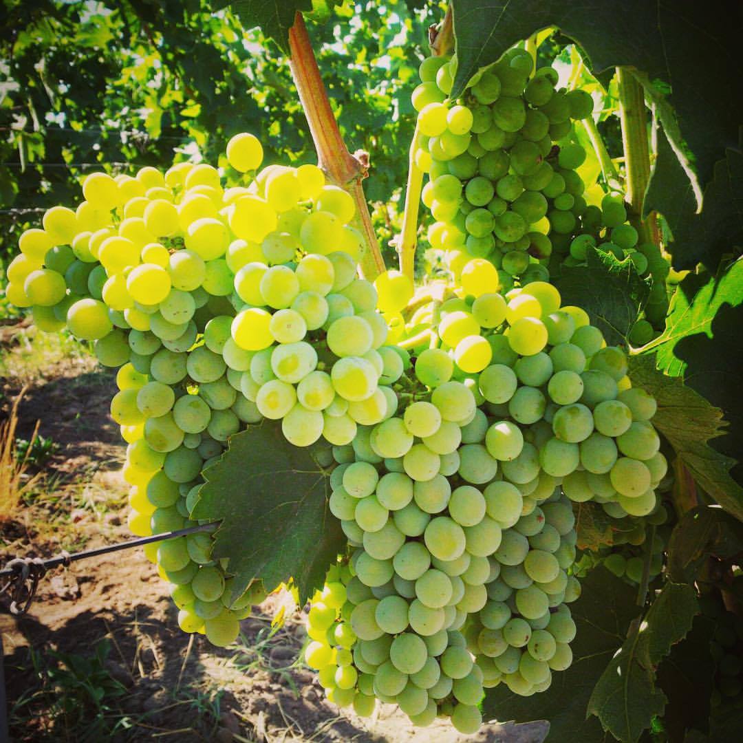 15-Planetas-indigenous-Carricante-grape-near-Etna