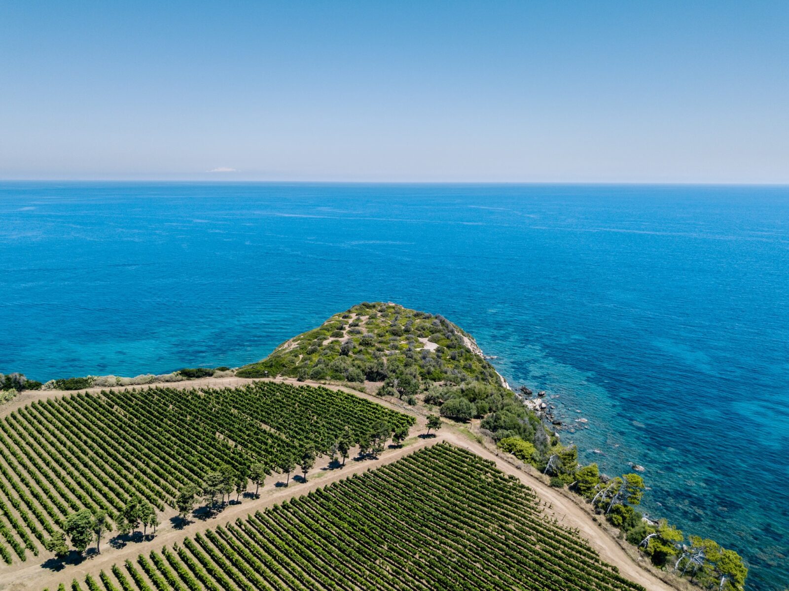 16-Planeta-vineyards-and-olive-trees.-Sicilys-northern-coast-near-Etna