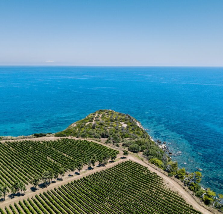 16-Planeta-vineyards-and-olive-trees.-Sicilys-northern-coast-near-Etna