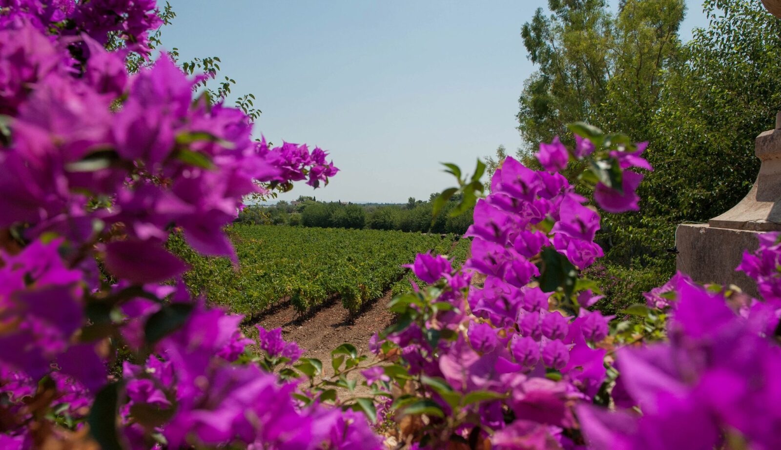 3-Planeta-vineyards-southern-coast
