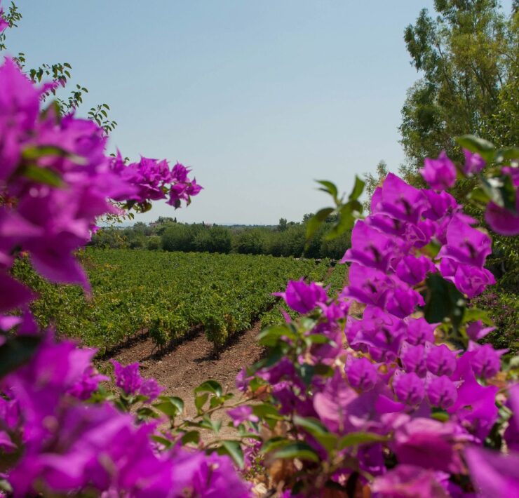 3-Planeta-vineyards-southern-coast