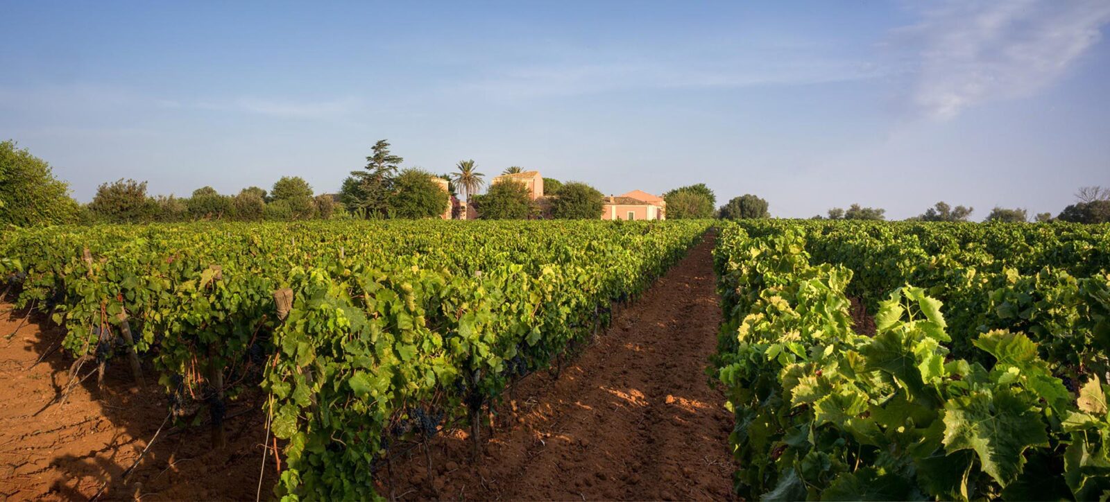 5-Planeta-vineyards-at-Vittoria-with-red-soil