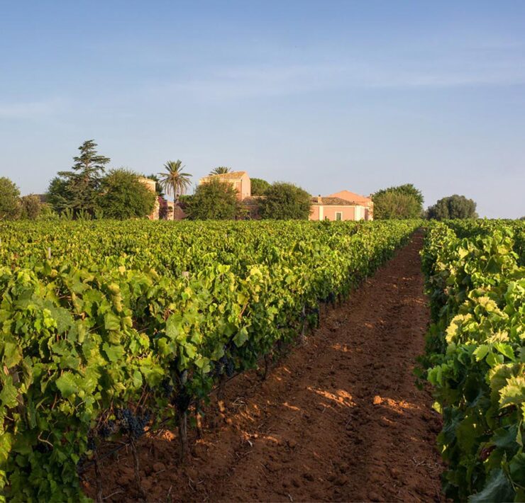 5-Planeta-vineyards-at-Vittoria-with-red-soil