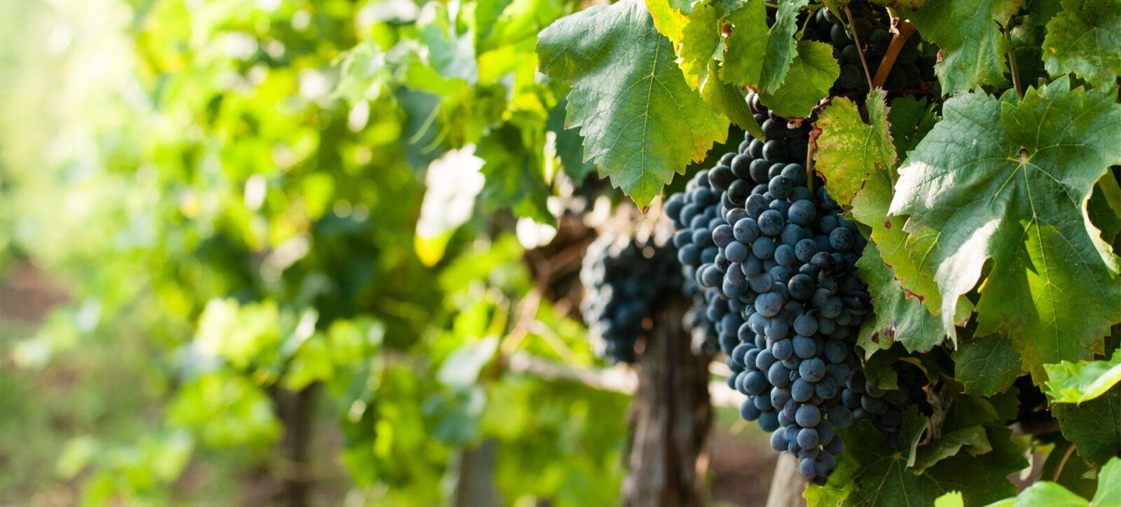 6-Planeta-vineyards-at-Vittoria