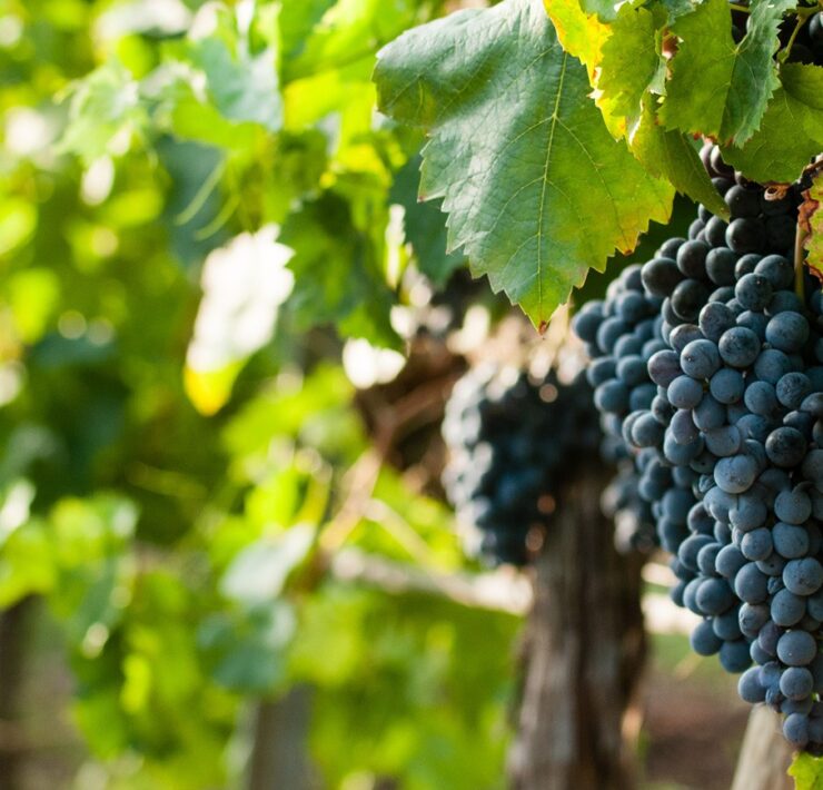 6-Planeta-vineyards-at-Vittoria