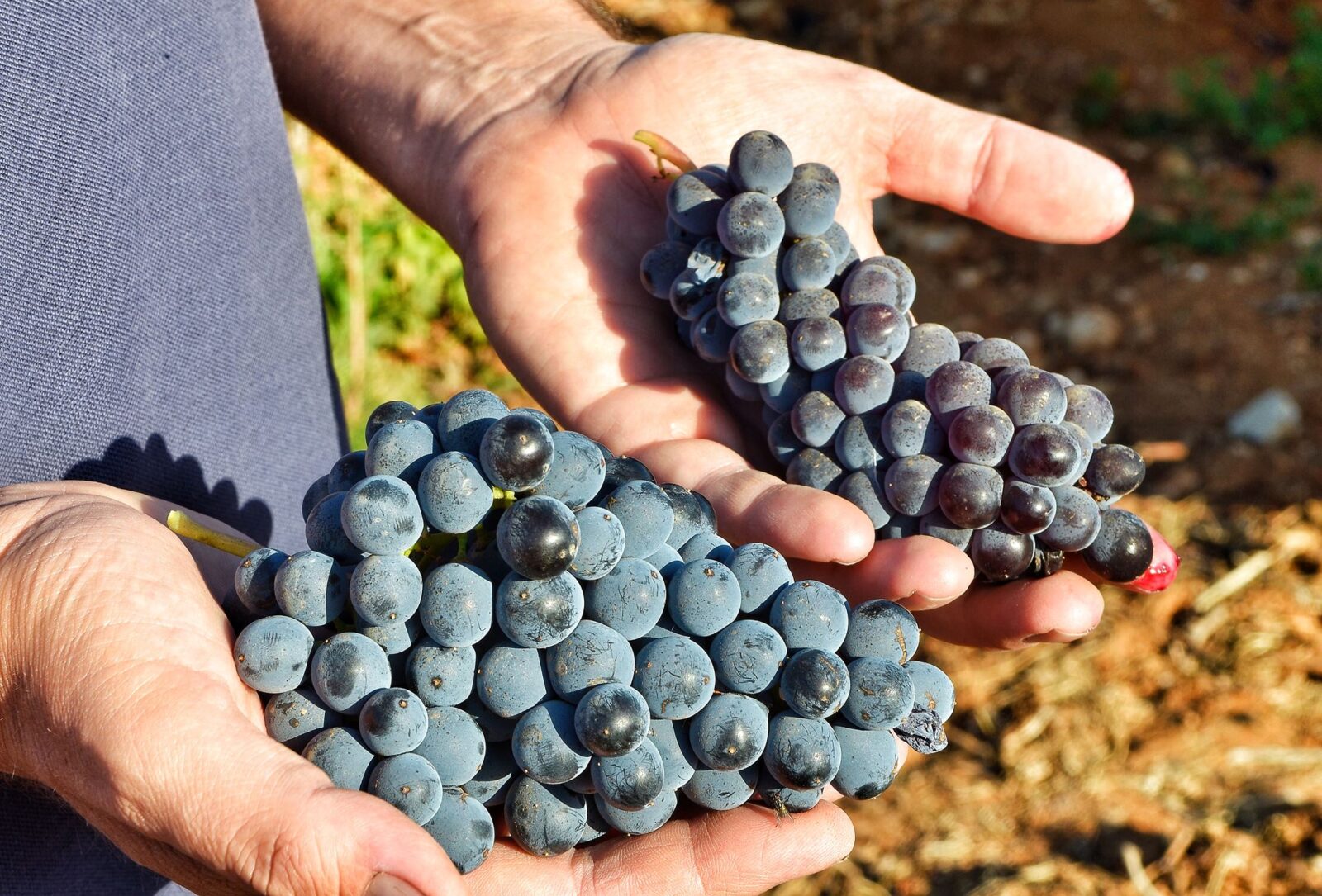 8-Nero-d-Avola-and-Frapatto-grapes-at-Vittoria-Image-by-Salvo-Mancuso