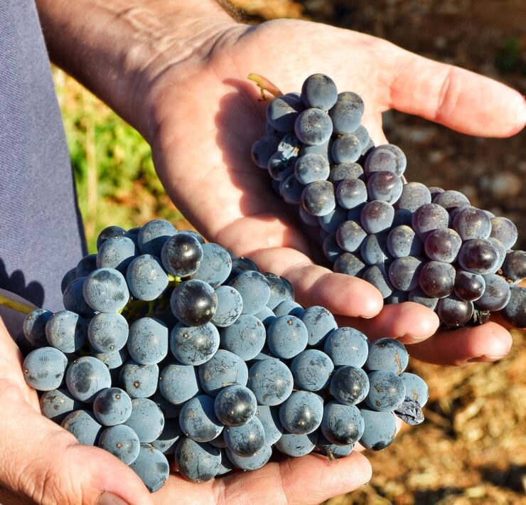 8-Nero-d-Avola-and-Frapatto-grapes-at-Vittoria-Image-by-Salvo-Mancuso