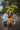 Cissy-Segall-Davis-and-Dr.-Norma-Mendoza