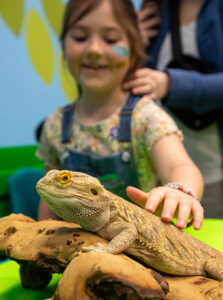 Reptiles 11 Reptiles 11
