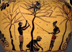 3 Black Figure Vase depicting Olive Harvest