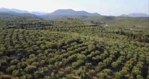 4 Olive groves. Image Kalamataolives tours.com