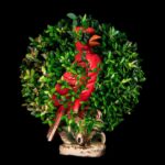 The Cardinal from Nature Remembered The Cardinal from Nature Remembered