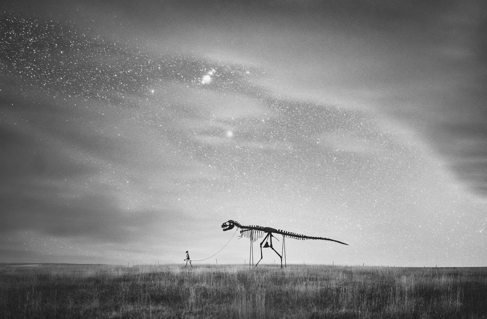 Midnight Rex