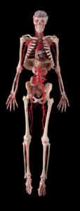 BW Inside Life WBP Arterial bone body